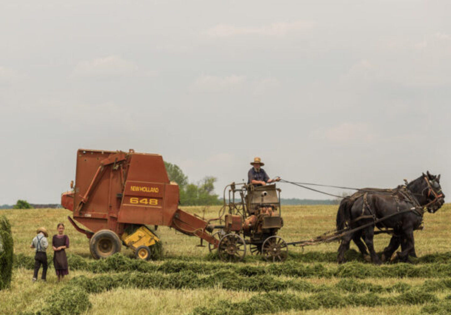 horse-farm horse-farm